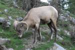 Dickhornschaf (Ovis canadensis) am ...  Gilbert Angermann 31.10.2010