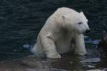 eisbaren-ursus-maritimus Ein Eisb�r klettert aus dem Wasser. Zoo Sauvage de Saint-F�licien,QC am 18.9.2010.