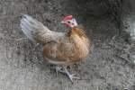 Zwerg-Rhodel�nder Henne am 18.9.2010 im Zoo Sauvage de Saint-F�licien,QC.  ...