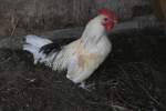 Chantecler Hahn am 18.9.2010 im Zoo Sauvage de Saint-F�licien,QC.  ...