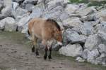 Wildpferde Przewalski Wildpferd (Equus przewalskii) am 18.9.2010 im Zoo Sauvage de Saint-F�licien,QC.