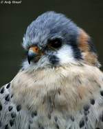 Buntfalke    ...  Andy Hensel 01.11.2010