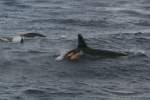 Orcas sind ...  Andr� Breutel 27.10.2009