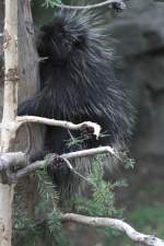 Urson oder Porcupine (Erethizon ...  Gilbert Angermann 02.11.2010