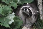 Zahnprobleme? Waschb�r (Procyon lotor) ...  Gilbert Angermann 02.11.2010