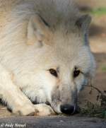 Polarwolf    ...  Andy Hensel 02.11.2010