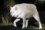 Polarwolf    ...  Andy Hensel 02.11.2010