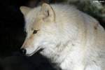 Polarwolf    ...  Andy Hensel 02.11.2010