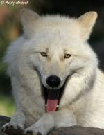 Polarwolf    ...  Andy Hensel 02.11.2010