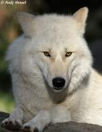 Polarwolf    ...  Andy Hensel 02.11.2010