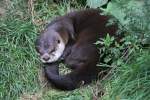 Nordamerikanischer Fischotter (Lontra canadensis) ...  Gilbert Angermann 03.11.2010