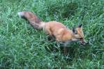 Rotfuchs (Vulpes vulpes) am ...  Gilbert Angermann 03.11.2010