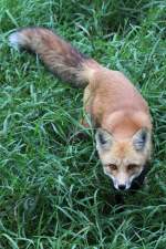Neugieriger Rotfuchs (Vulpes vulpes) ...  Gilbert Angermann 03.11.2010