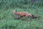 Rotfuchs (Vulpes vulpes) am ...  Gilbert Angermann 03.11.2010