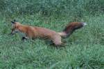 Jagender Rotfuchs (Vulpes vulpes) ...  Gilbert Angermann 03.11.2010