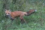 Rotfuchs (Vulpes vulpes) am ...  Gilbert Angermann 03.11.2010
