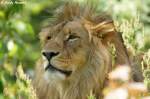 Afrikanischer L�we   ...  Andy Hensel 03.11.2010