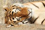 Sibirischer Tiger   ...  Andy Hensel 03.11.2010