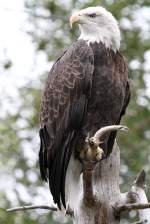 Wei�kopfseeadler (Haliaeetus leucocephalus) am ...  Gilbert Angermann 05.11.2010