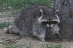Waschb�r (Procyon lotor) am ...  Gilbert Angermann 05.11.2010