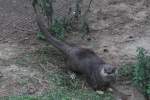 Nordamerikanischer Fischotter (Lontra canadensis) ...  Gilbert Angermann 05.11.2010