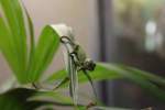 Cham�leonbaby wurde in der ...  Enrico Trotz 06.11.2010