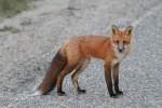 Rotfuchs (Vulpes vulpes) am ...  Gilbert Angermann 06.11.2010