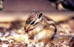 Streifenh�rnchen bei ...  Rolf Reinhardt 28.10.2009