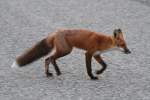 Rotfuchs (Vulpes vulpes) am ...  Gilbert Angermann 06.11.2010