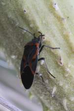 Kleine Milkweed-Wanze (Lygaeus kalmii) ...  Gilbert Angermann 07.11.2010