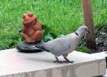 Taube mit Terrakottakumpel im Garten - Juni 2005  ...