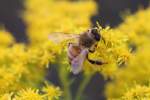 Westlich eHonigbiene (Apis mellifera) ...  Gilbert Angermann 07.11.2010