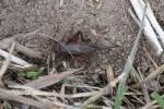 Striped Ground Cricket (Allonemobius ...  Gilbert Angermann 07.11.2010