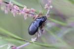 Laufk�fer Agonum nutans am 29.10.2010 bei Milton,Ontario.  ...