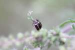 White-striped leaf beetle (Zygogramma ...  Gilbert Angermann 07.11.2010