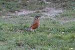 Wanderdrossel (Turdus migratorius) am ...  Gilbert Angermann 09.11.2010