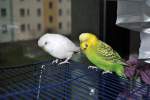 Pucki und Bobby auf ...  Thomas Flebbe 09.11.2010