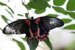 Scharlachroter Schwalbenschwanz (Papilio rumanzovia) ...  Gilbert Angermann 09.11.2010