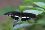 Kleiner Mormon (Papilio alphenor ...  Gilbert Angermann 10.11.2010