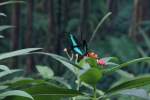 Gr�ngestreifter Schwalbenschwanz (Papilio palinurus) ...  Gilbert Angermann 10.11.2010