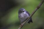 Senegal-Brillenvogel (Zosterops senegalensis) am 25.9.2010 im Toronto Zoo.  ...