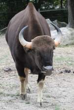 Gaur (Bos ...  Gilbert Angermann 10.11.2010