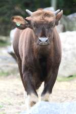 Gaur Kalb ...  Gilbert Angermann 10.11.2010