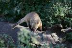 S�damerikanischer Nasenb�r.   ...  Andy Hensel 28.10.2009
