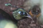 Himalaya-Glanzfasan (Lophophorus impejanus) am 25.9.2010 im Toronto Zoo.  ...