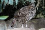 Weiblicher Temmincktragopan (Tragopan temminckii) ...  Gilbert Angermann 11.11.2010