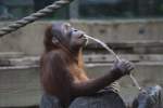 Junger Sumatra-Orang-Utan (Pongo abelii) ...  Gilbert Angermann 11.11.2010