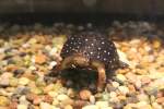 Nordamerikanische Tropfenschildkr�te (Clemmys guttata) ...  Gilbert Angermann 11.11.2010