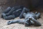 Zwei Westliche Flachlandgorillas (Gorilla ...  Gilbert Angermann 11.11.2010