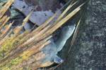 Chinesische Weichschildkr�te (Pelodiscus sinensis) ...  Gilbert Angermann 11.11.2010